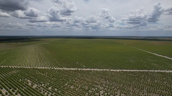 Título Prueba